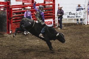 dakota broncs bulls