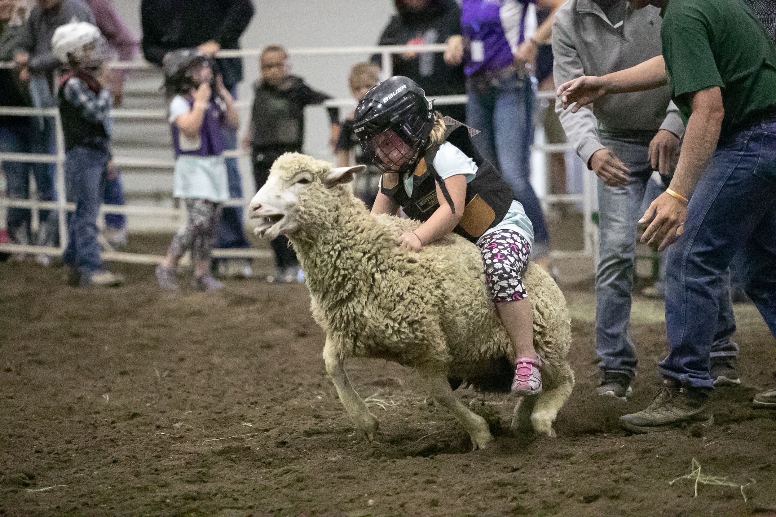 Mutton Bustin’ North Dakota State Fair